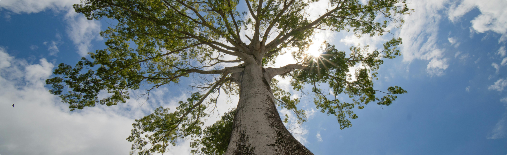 Dosel de árbol en Caquetá, Colombia