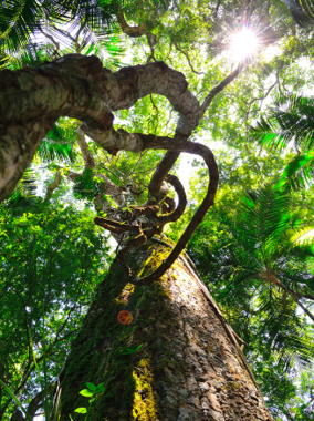 Árbol nativo grande en el bosque