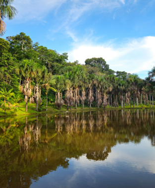 Paisaje de humedal amazónico